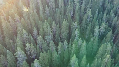 grüner Wald, Kiefern, Drohne fliegt auf den Bäumen, tiefer Wald und wildes Leben