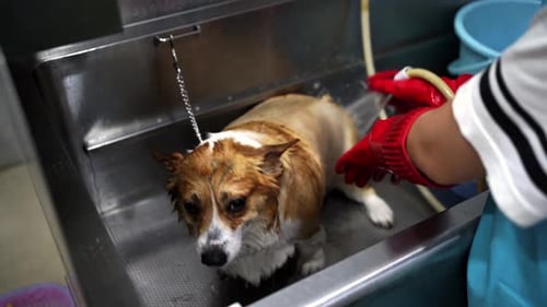 Crop woman washing obedient brown small dog with shampoo in metal tub in veterinary clinic
