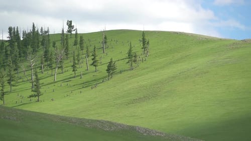 Spärliche Bäume auf dem Gipfel des Berges