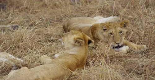Löwenbabys liegen in der Savanne