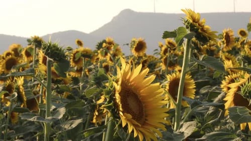 Beautiful Sunflowers Blooming in Golden Morning Light