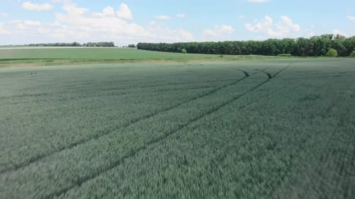 Field with green wheat