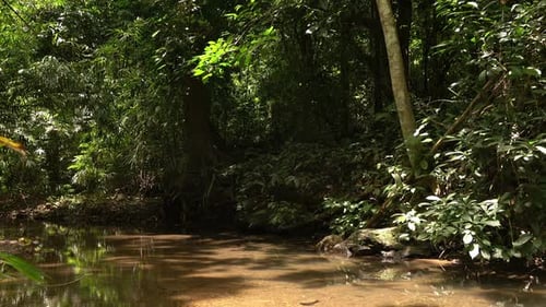 Stream In Forest