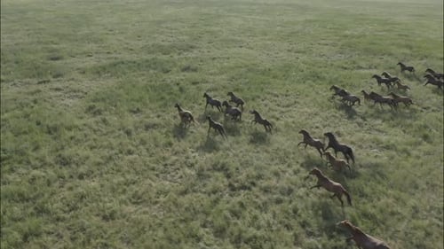 Chevaux sauvages qui courent des Mustangs sauvages sur l'herbe verte