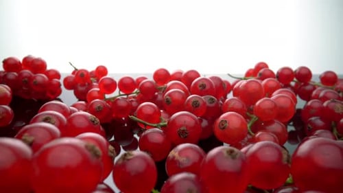 Close-Up of Red Currants Dolly Backwards