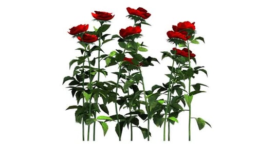 Growing Red Rose Flower