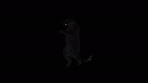Animated 3D Black Panther Standing and Roaring