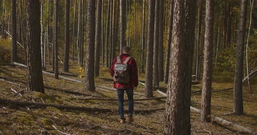 Slow Motion: Man Hiking in Green Forest on Sunny Autumn Day. Back View of Active Healthy Male