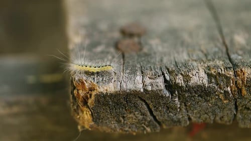 Hairy Caterpillar Crawling on Weathered Wood