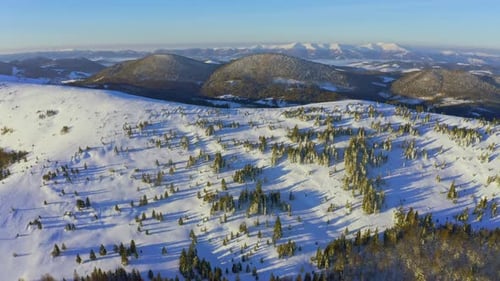 High Snowy Mountain Covered with Evergreen Fir Trees on a Sunny Cold Day