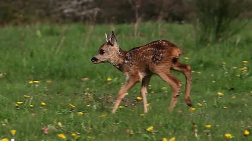 Roe Deer, capreolus capreolus, Fawn in Blooming Meadow, Normandy, Real Time