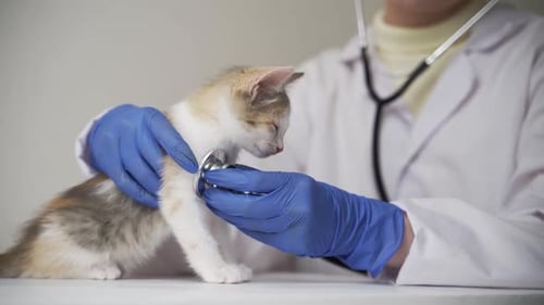 Vet Examines Kitten With Stethoscope Indoors