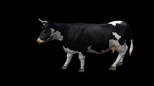 Realistic Black and White Cow Walking Cycle 3D Animation
