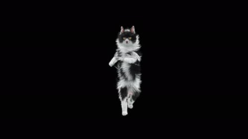 Cat Dancing 4K
