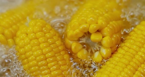 Corn on the Cob Boils in Water
