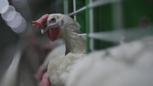 Chicken At The Poultry Farm