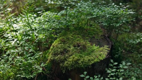 Aufgewachsenes grünes Moos bedeckt den Baum. Alter, mit Moos bedeckter Baumstumpf im Nadelwald