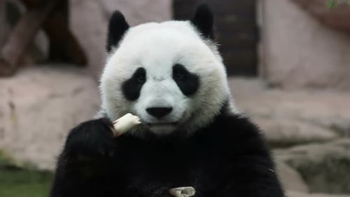 Panda Eats Bamboo in Natural Habitat
