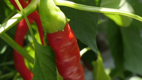 Red Peppers Ripening on Plant in Garden Setting