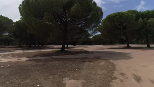 Bela floresta