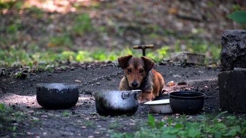Yard dog in the courtyard of a residential building on a chain