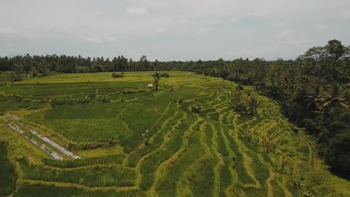 Campos de arroz con terraza, Bali, Indonesia.