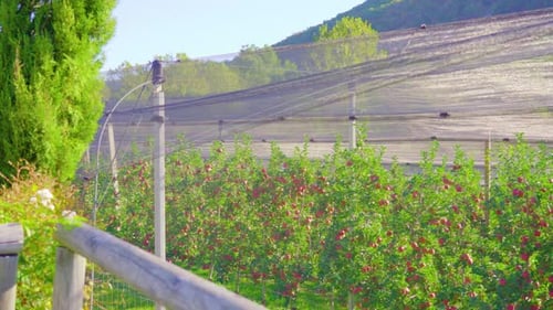 Lush Apple Orchard Under Protective Netting