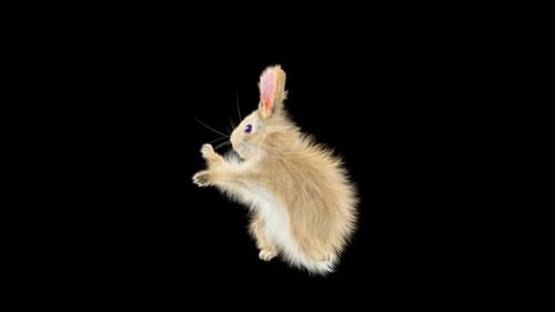 Animated 3D Brown Rabbit Hopping with Alpha Channel