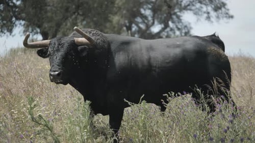 Footage of an angry bull walking in the field