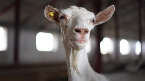 Close-up of White Goat Standing Inside Barn
