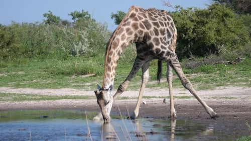 Giraffe drinking from a waterpool