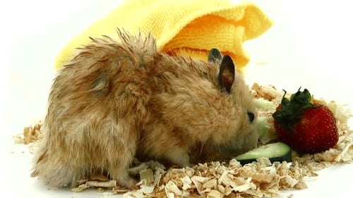 Hamster Eating Cucumber and Strawberry Close Up