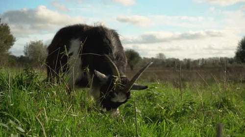 Black and White Goat Grazing in Grassy Field