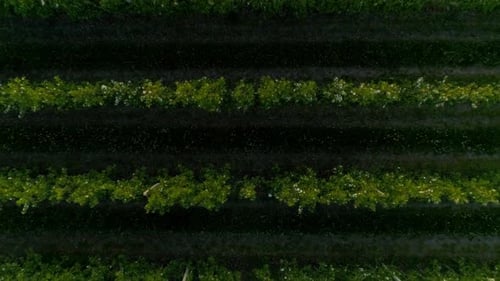 Top View Of The Garden Of Blooming Fruit Trees