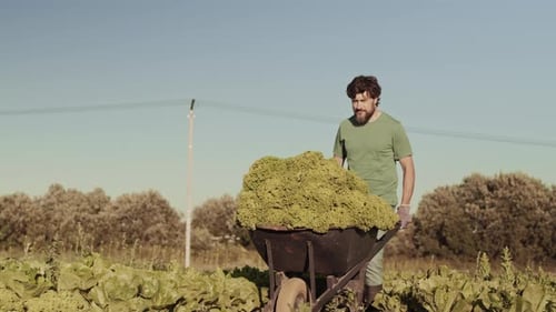Gardener Wheeling Cart with Lettuce along Field