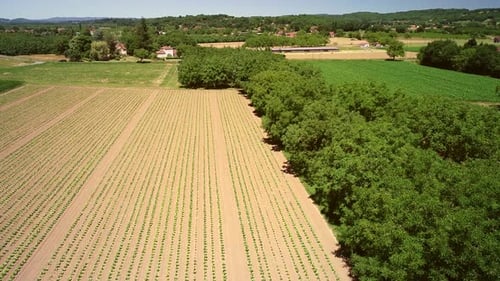 Luftaufnahme des Tabakanbaus in Correze, Frankreich.