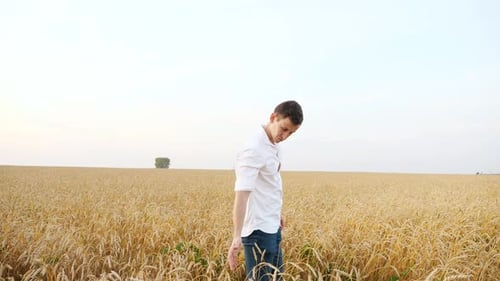 Man in a White Shirt and Jeans Walks and Examines Ears of Wheat in a Field