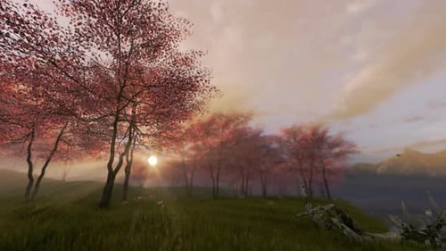 Flowering Sakura Cherry Tree In Spring