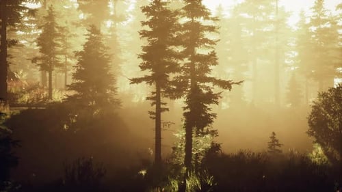 Depth of Coniferous Forest with Magical Sunlight Passing Between the Trees