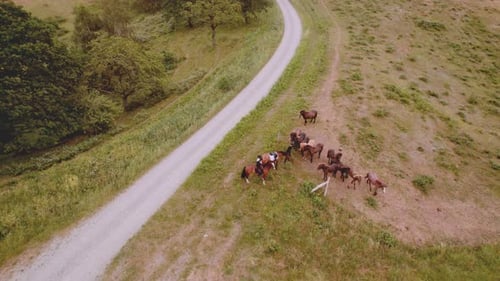 Beautiful Landscape Aerial Shot of a Herd of Horses on the Vast Lush Field