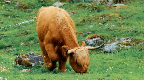 Highland Cow Grazing in a Green Meadow