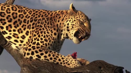 Leopard Feeding In Africa