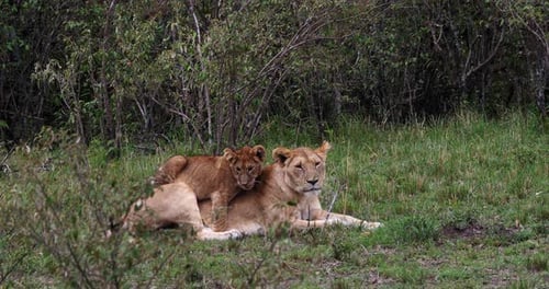 African Lion, panthera leo, Mother and Cub playing, Masai Mara Park in Kenya, Real Time 4K