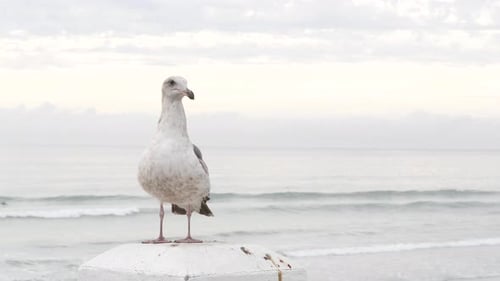 White Seagull California Pacific Ocean Beach