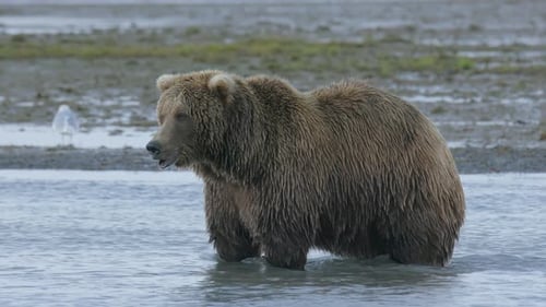 Brown Bear Standing in River Water