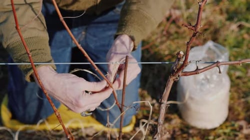 Pruning Grapes in Late Winter or Early Spring Season, Close-up Shot