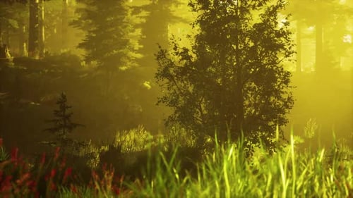 Profondeur de la forêt de conifères avec la lumière du soleil magique passant entre les arbres