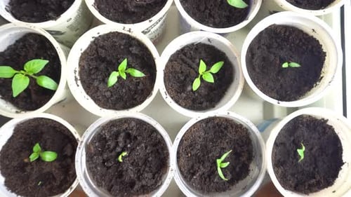 Bereit zum Einpflanzen in der Gartenpfanne über Reihen junger Tomatenpflanzen in der Baumschule Sämling Red Pepper
