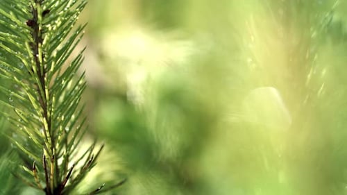 Close Up of Evergreen Needles with Water Droplets
