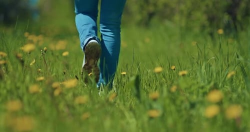 Walk in Beautiful Field with Grass and Dandelion Closeup of Female Legs Rear View Prores